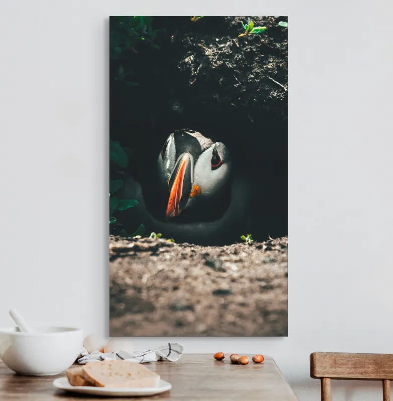 Tablou Canvas, "Puffin adăpostit în vizuină întunecată", Puffin, Vizuină, Privire, Ascunziș, Natură, Sol, Frunze, Culori, Contrast, Umbre, 50 x 90 cm – poza 3
