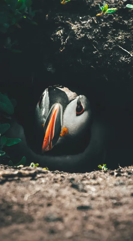 Tablou Canvas, "Puffin adăpostit în vizuină întunecată", Puffin, Vizuină, Privire, Ascunziș, Natură, Sol, Frunze, Culori, Contrast, Umbre, 50 x 90 cm – poza 2