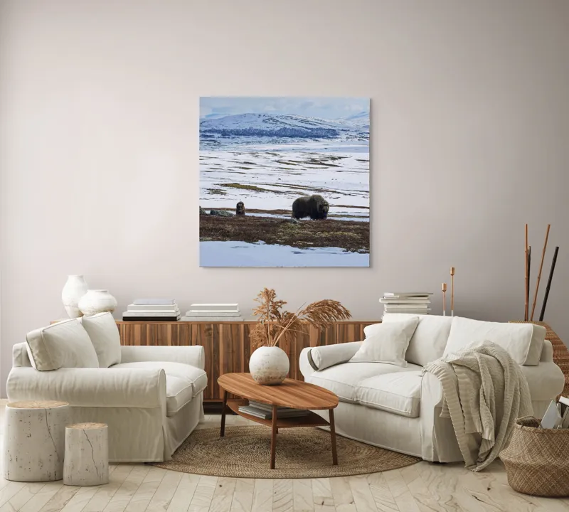Tablou Canvas, "Moscari pe întinderile arctice ale Norvegiei", Bivoli, Zăpadă, Peisaj, Munte, Cer, Stânci, Tundră, Liniște, Natură, Câmpie, 100 x 100 cm – poza 3