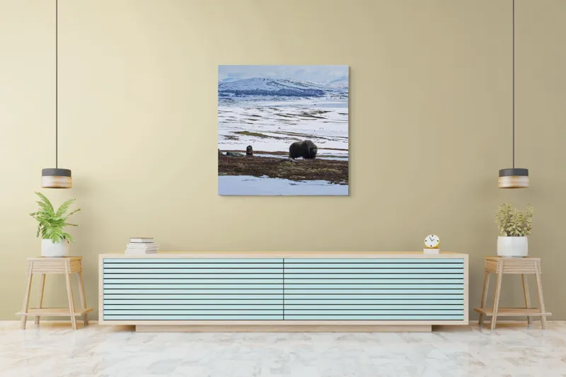 Tablou Canvas, "Moscari pe întinderile arctice ale Norvegiei", Bivoli, Zăpadă, Peisaj, Munte, Cer, Stânci, Tundră, Liniște, Natură, Câmpie, 100 x 100 cm – poza 5