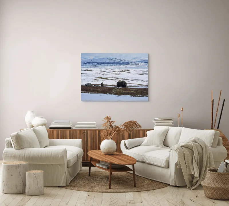 Tablou Canvas, "Moscari pe întinderile arctice ale Norvegiei", Bivoli, Zăpadă, Peisaj, Munte, Cer, Stânci, Tundră, Liniște, Natură, Câmpie, 100 x 70 cm – poza 3