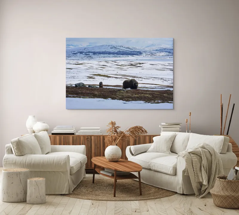 Tablou Canvas, "Moscari pe întinderile arctice ale Norvegiei", Bivoli, Zăpadă, Peisaj, Munte, Cer, Stânci, Tundră, Liniște, Natură, Câmpie, 150 x 100 cm – poza 3