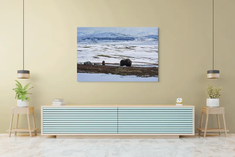 Tablou Canvas, "Moscari pe întinderile arctice ale Norvegiei", Bivoli, Zăpadă, Peisaj, Munte, Cer, Stânci, Tundră, Liniște, Natură, Câmpie, 150 x 100 cm – poza 6