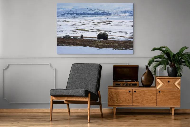 Tablou Canvas, "Moscari pe întinderile arctice ale Norvegiei", Bivoli, Zăpadă, Peisaj, Munte, Cer, Stânci, Tundră, Liniște, Natură, Câmpie, 150 x 100 cm – poza 8