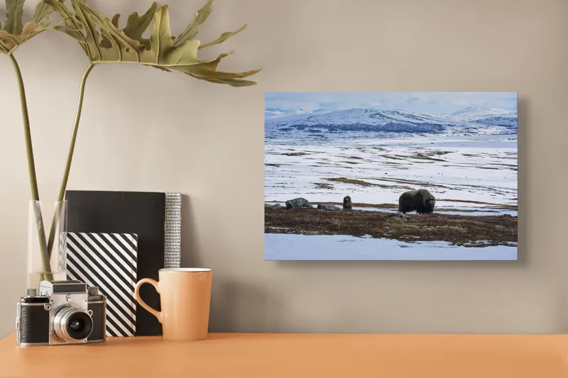 Tablou Canvas, "Moscari pe întinderile arctice ale Norvegiei", Bivoli, Zăpadă, Peisaj, Munte, Cer, Stânci, Tundră, Liniște, Natură, Câmpie, 39 x 26 cm – poza 3