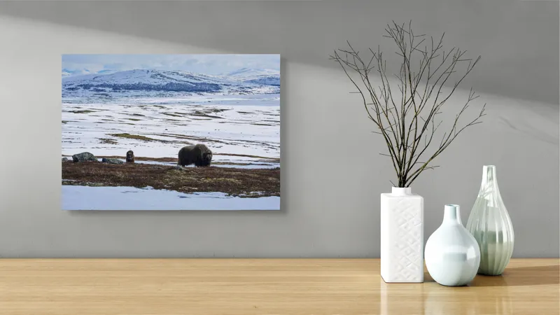 Tablou Canvas, "Moscari pe întinderile arctice ale Norvegiei", Bivoli, Zăpadă, Peisaj, Munte, Cer, Stânci, Tundră, Liniște, Natură, Câmpie, 54 x 39 cm – poza 3