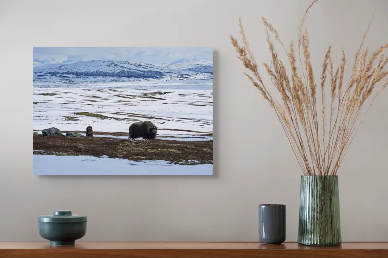 Tablou Canvas, "Moscari pe întinderile arctice ale Norvegiei", Bivoli, Zăpadă, Peisaj, Munte, Cer, Stânci, Tundră, Liniște, Natură, Câmpie, 54 x 39 cm – poza 4