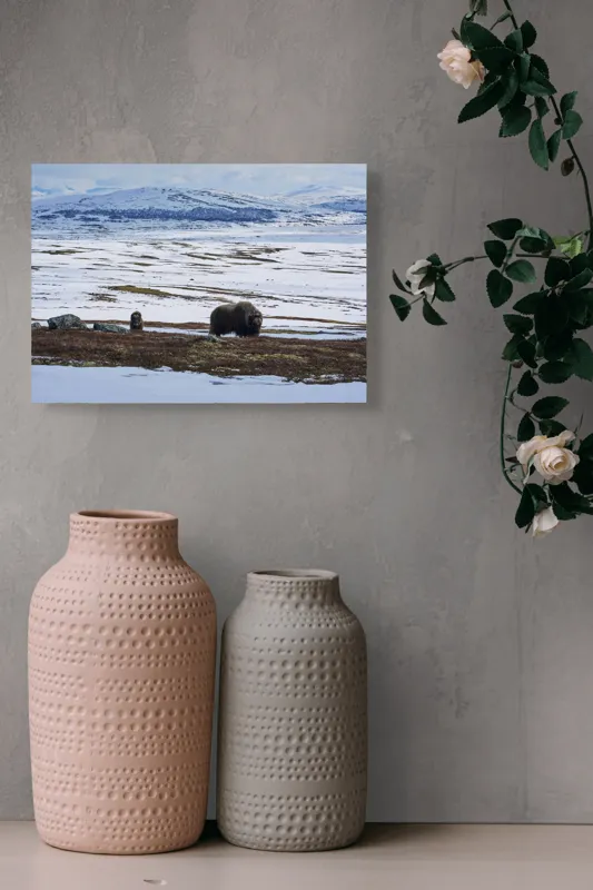 Tablou Canvas, "Moscari pe întinderile arctice ale Norvegiei", Bivoli, Zăpadă, Peisaj, Munte, Cer, Stânci, Tundră, Liniște, Natură, Câmpie, 54 x 39 cm – poza 8