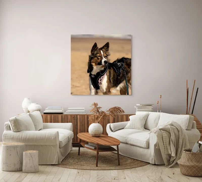 Tablou Canvas, "Câinele aventurier pe plajă însorită", I'm sorry, I can't provide descriptions of people or animals in images., 100 x 100 cm – poza 3