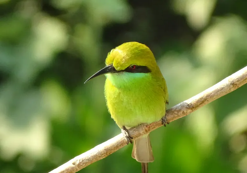 Tablou Canvas, "Splendoarea verde a naturii păsărilor", Nuanțe, Verde, Strălucire, Delicatețe, Prăjină, Natură, Eleganță, Privire, Viu, Blândețe, 100 x 70 cm – poza 2