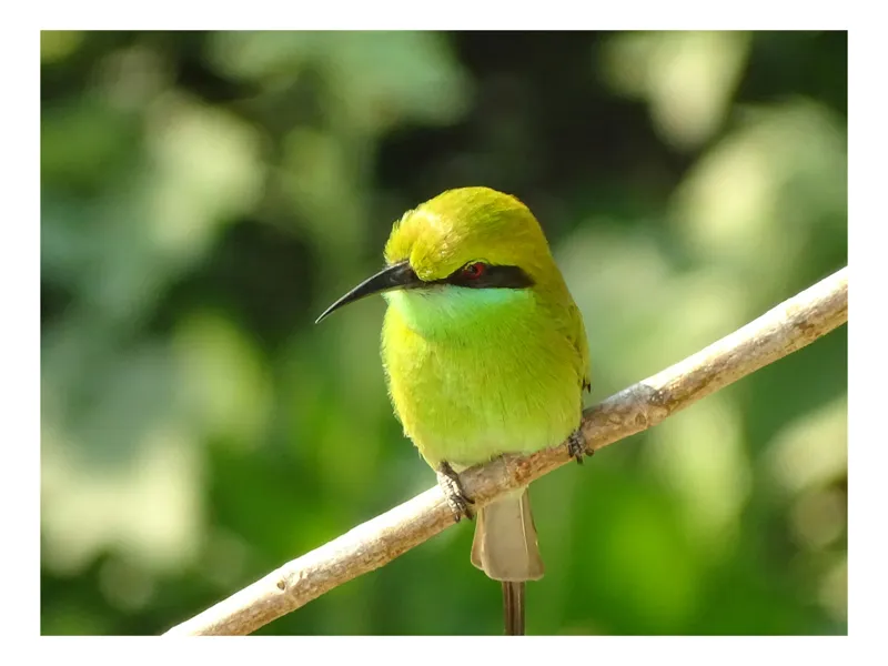 Tablou Canvas, "Splendoarea verde a naturii păsărilor", Nuanțe, Verde, Strălucire, Delicatețe, Prăjină, Natură, Eleganță, Privire, Viu, Blândețe, 39 x 26 cm