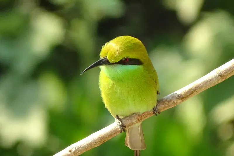 Tablou Canvas, "Splendoarea verde a naturii păsărilor", Nuanțe, Verde, Strălucire, Delicatețe, Prăjină, Natură, Eleganță, Privire, Viu, Blândețe, 150 x 100 cm – poza 2