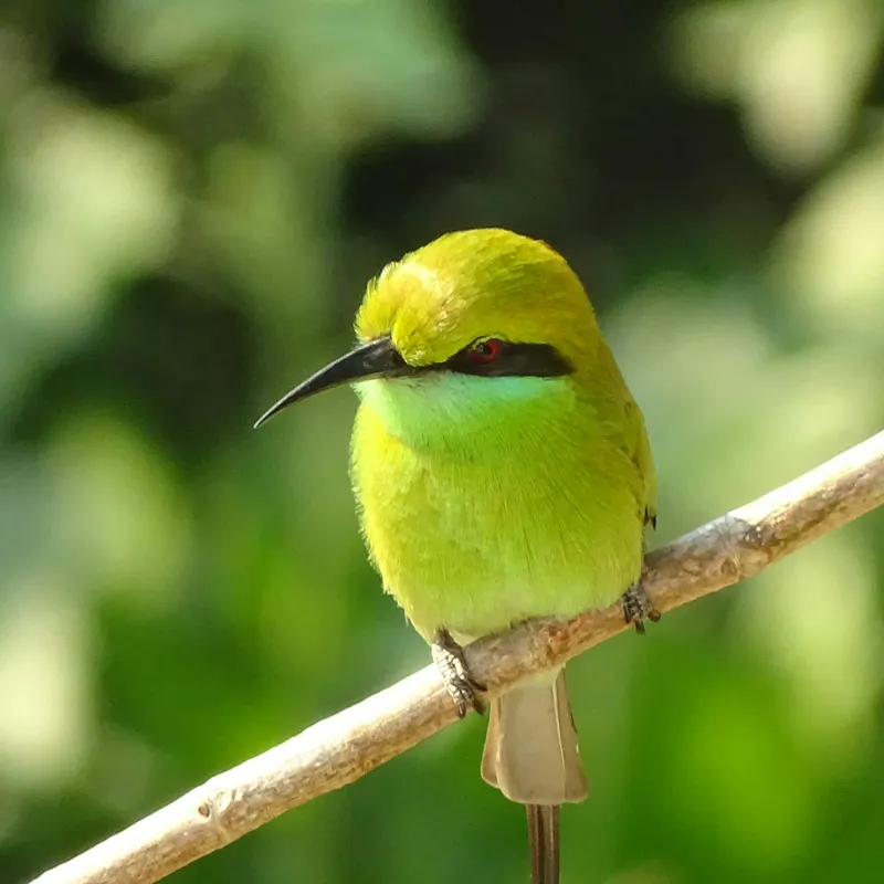 Tablou Canvas, "Splendoarea verde a naturii păsărilor", Nuanțe, Verde, Strălucire, Delicatețe, Prăjină, Natură, Eleganță, Privire, Viu, Blândețe, 50 x 50 cm – poza 2