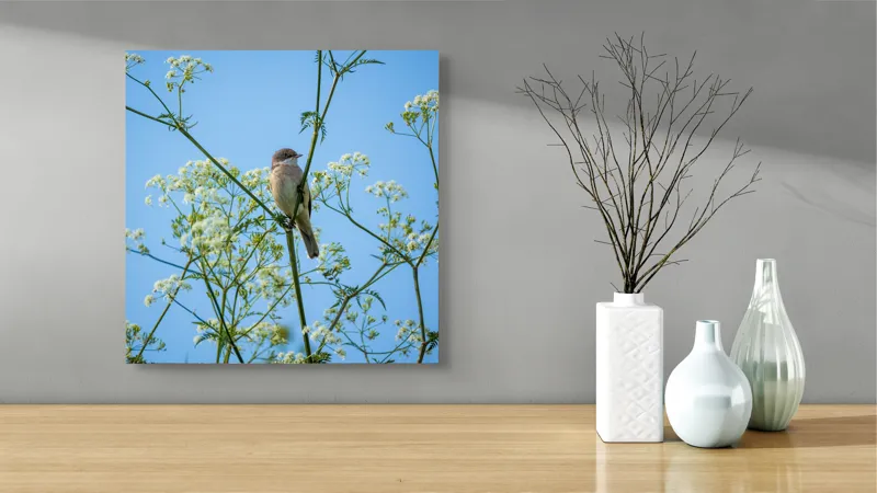 Tablou Canvas, "Pasăre printre flori albe și cer senin", Pasăre, Subțire, Ramuri, Înflorite, Cer, Albastru, Delicat, Primăvară, Natură, Liniște, 50 x 50 cm – poza 3