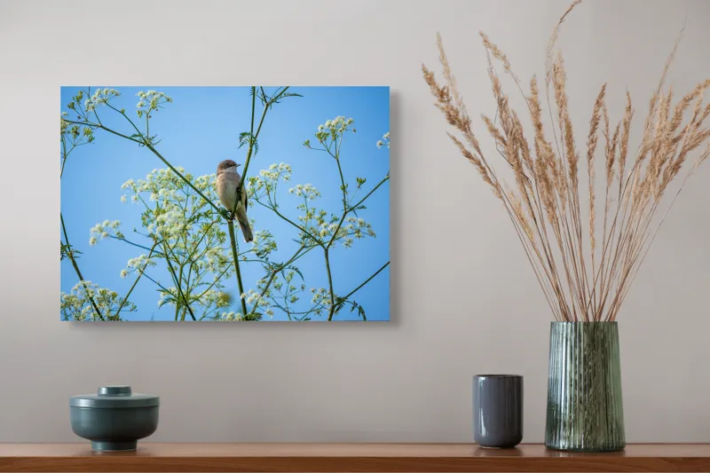 Tablou Canvas, "Pasăre printre flori albe și cer senin", Pasăre, Subțire, Ramuri, Înflorite, Cer, Albastru, Delicat, Primăvară, Natură, Liniște, 54 x 39 cm – poza 4