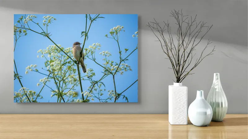Tablou Canvas, "Pasăre printre flori albe și cer senin", Pasăre, Subțire, Ramuri, Înflorite, Cer, Albastru, Delicat, Primăvară, Natură, Liniște, 70 x 50 cm – poza 3