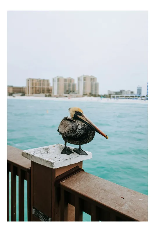 Tablou Canvas, "Pelican așezat pe balustradă la ocean", Pelican, Mare, Balustradă, Clădiri, Cer, Nori, Plajă, Apă, Oraș, Vedere., 39 x 54 cm