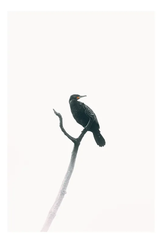 Tablou Canvas, "Pasăre singuratică pe creanga înaltă", Pasăre, Ramură, Cer, Siluetă, Minimalism, Natură, Liniște, Contrast, Puritate, Eleganță, 26 x 39 cm