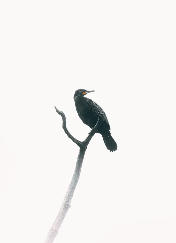 Tablou Canvas, "Pasăre singuratică pe creanga înaltă", Pasăre, Ramură, Cer, Siluetă, Minimalism, Natură, Liniște, Contrast, Puritate, Eleganță, 39 x 54 cm – poza 2