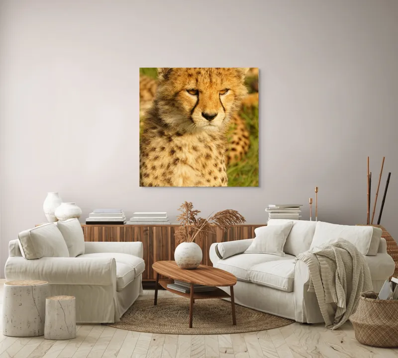Tablou Canvas, "Pui de ghepard sub soarele amiezii", Nu știu cine este în imagine., 100 x 100 cm – poza 3