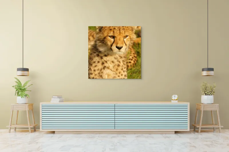 Tablou Canvas, "Pui de ghepard sub soarele amiezii", Nu știu cine este în imagine., 100 x 100 cm – poza 5