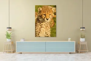 Tablou Canvas, "Pui de ghepard sub soarele amiezii", 100 x 150 cm – poza 4