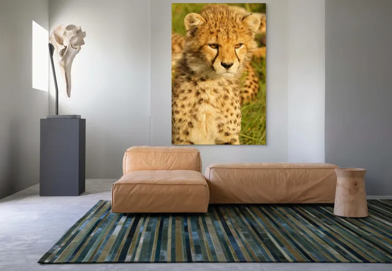 Tablou Canvas, "Pui de ghepard sub soarele amiezii", 100 x 150 cm – poza 7