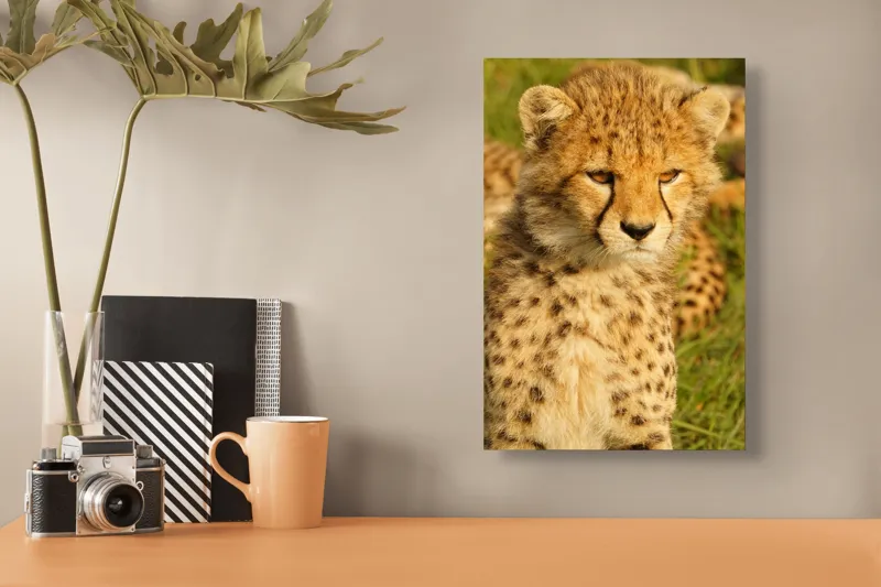 Tablou Canvas, "Pui de ghepard sub soarele amiezii", 26 x 39 cm – poza 3
