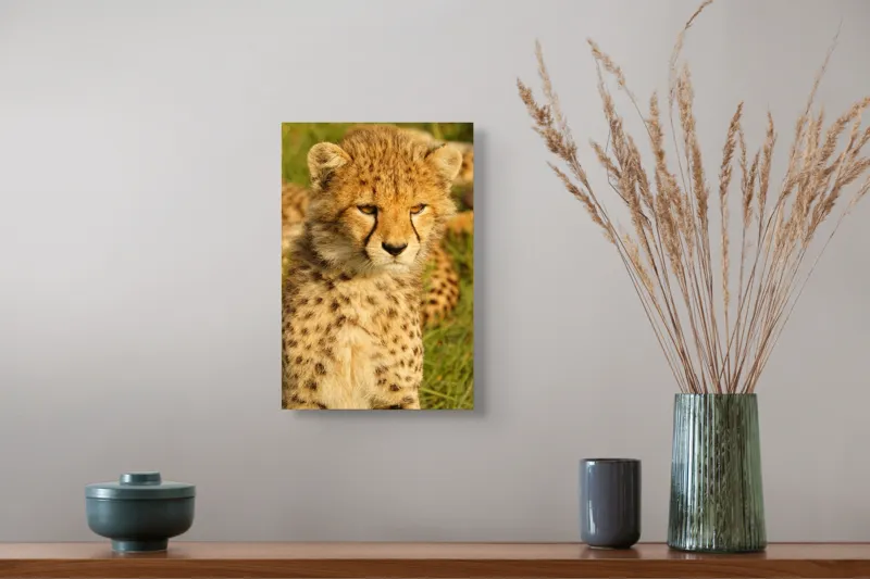 Tablou Canvas, "Pui de ghepard sub soarele amiezii", 26 x 39 cm – poza 5