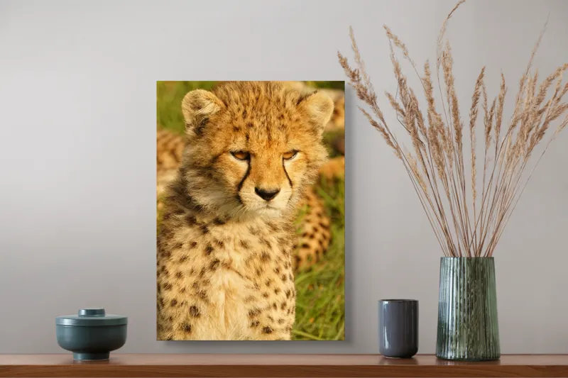 Tablou Canvas, "Pui de ghepard sub soarele amiezii", Nu știu cine este în imagine., 39 x 54 cm – poza 3
