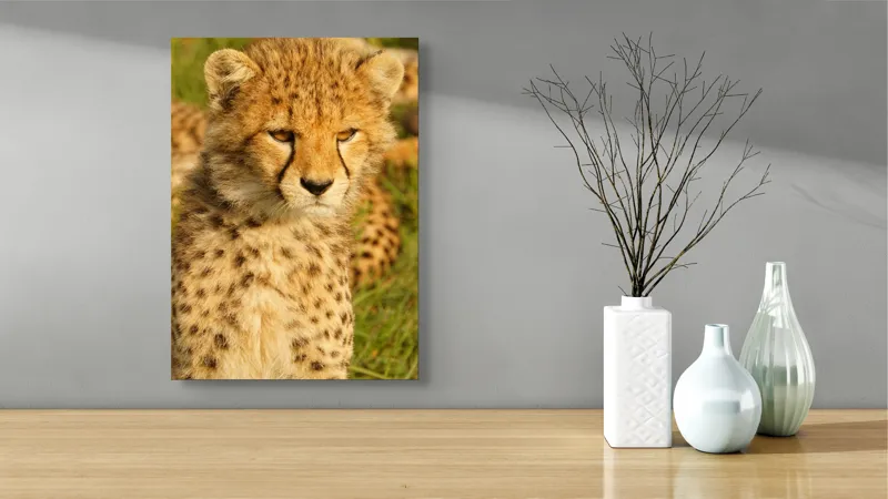 Tablou Canvas, "Pui de ghepard sub soarele amiezii", Nu știu cine este în imagine., 39 x 54 cm – poza 4