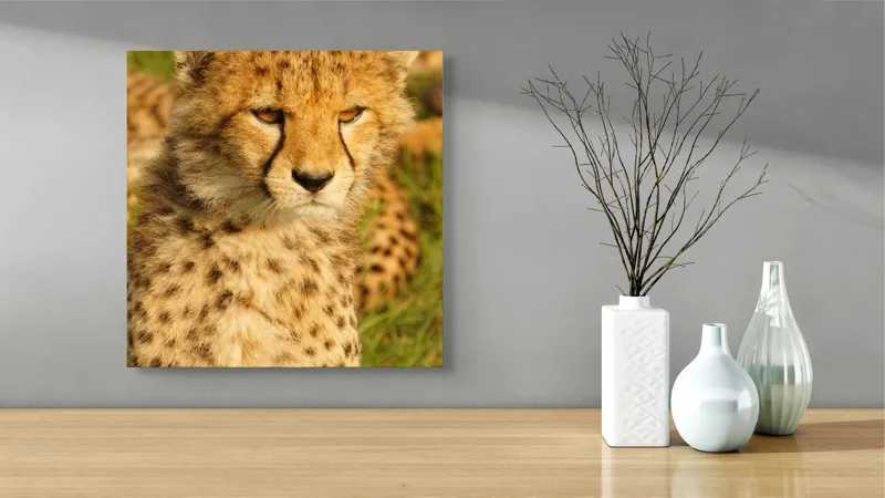 Tablou Canvas, "Pui de ghepard sub soarele amiezii", Nu știu cine este în imagine., 50 x 50 cm – poza 3