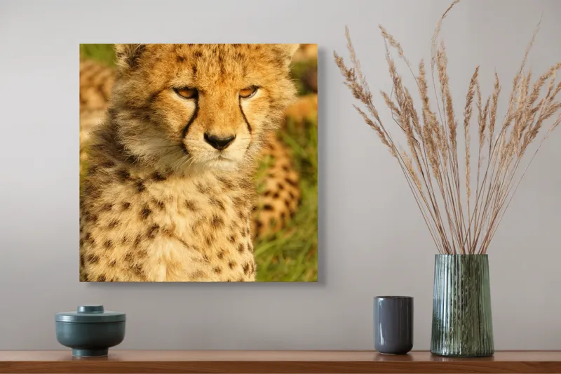 Tablou Canvas, "Pui de ghepard sub soarele amiezii", Nu știu cine este în imagine., 50 x 50 cm – poza 4