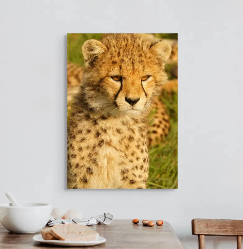 Tablou Canvas, "Pui de ghepard sub soarele amiezii", Nu știu cine este în imagine., 50 x 70 cm – poza 3