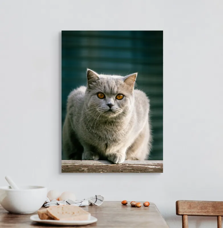 Tablou Canvas, "Pisica argintie în grădină", Nu pot să spun cine este în imagine., 50 x 70 cm – poza 3