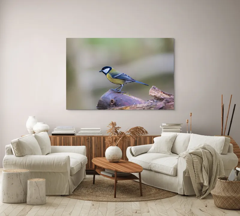 Tablou Canvas, "Pițigoiul curios pe ramura pădurii", Pasăre, Ramură, Colorată, Natură, Detaliu, Aripi, Pene, Frumusețe, Echilibru, Măiestrie, 150 x 100 cm – poza 3