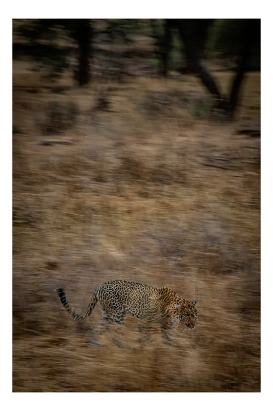 Tablou Canvas, "Leopard în goana prin savană", Leopard, Viteză, Pădure, Precizie, Camuflaj, Agilitate, Eleganță, Sălbăticie, 50 x 90 cm