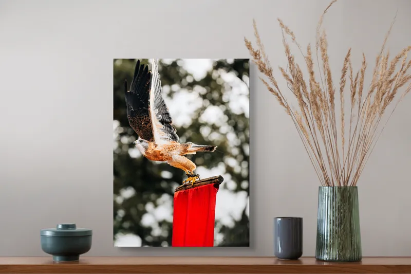 Tablou Canvas, "Zborul șoimului deasupra steagului roșu", Pasăre, Prădătoare, Zbor, Aripi, Cer, Natură, Agile, Vultur, Roșu, Fundal., 39 x 54 cm – poza 3