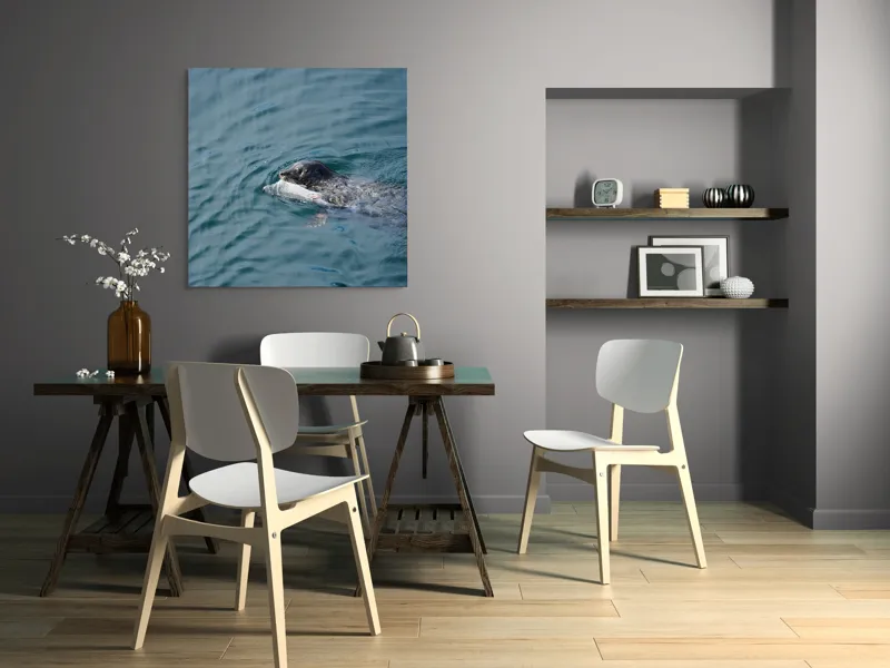 Tablou Canvas, "Foca fericită cu prada ei", Sigiliu, Apă, Peşte, Înot, Natură, Albastru, Adâncime, 100 x 100 cm – poza 6