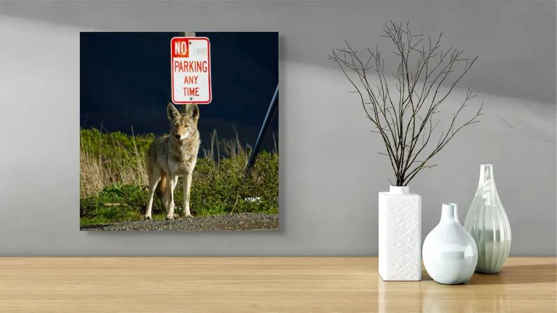 Tablou Canvas, "Vigilent pe marginea drumului pustiu", Coyote, Rutier, Interzis, Natură, Semn, Veghe, Curiozitate, Drum, 50 x 50 cm – poza 3