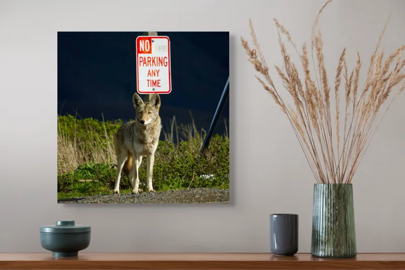 Tablou Canvas, "Vigilent pe marginea drumului pustiu", Coyote, Rutier, Interzis, Natură, Semn, Veghe, Curiozitate, Drum, 50 x 50 cm – poza 4