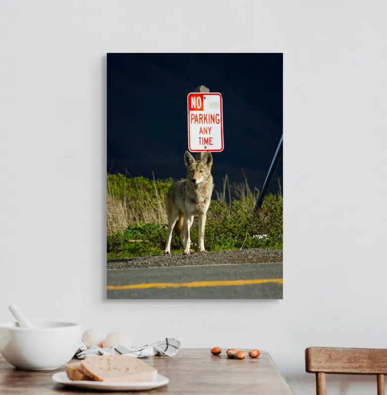 Tablou Canvas, "Vigilent pe marginea drumului pustiu", Coyote, Rutier, Interzis, Natură, Semn, Veghe, Curiozitate, Drum, 50 x 70 cm – poza 3