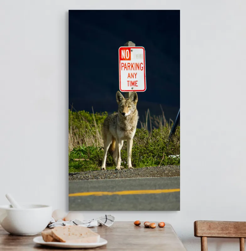 Tablou Canvas, "Vigilent pe marginea drumului pustiu", Coyote, Rutier, Interzis, Natură, Semn, Veghe, Curiozitate, Drum, 50 x 90 cm – poza 3