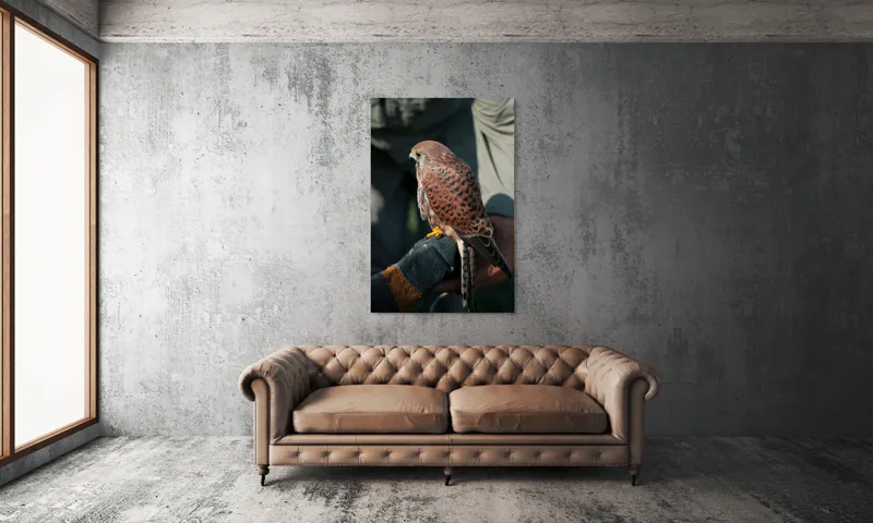Tablou Canvas, "Șoimul gata de zbor majestuos", Nu pot identifica persoane sau personaje din fotografii., 100 x 150 cm – poza 6