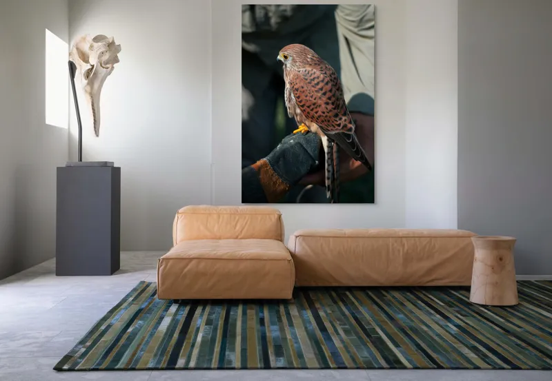 Tablou Canvas, "Șoimul gata de zbor majestuos", Nu pot identifica persoane sau personaje din fotografii., 100 x 150 cm – poza 7