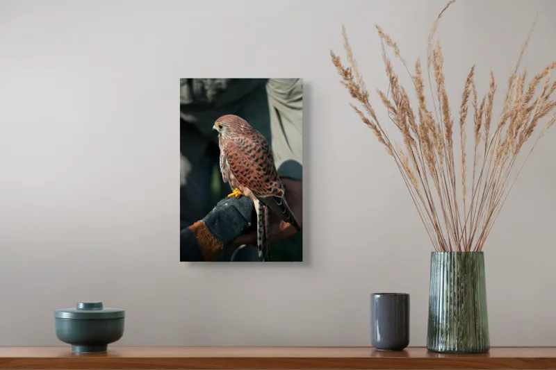 Tablou Canvas, "Șoimul gata de zbor majestuos", 26 x 39 cm – poza 5