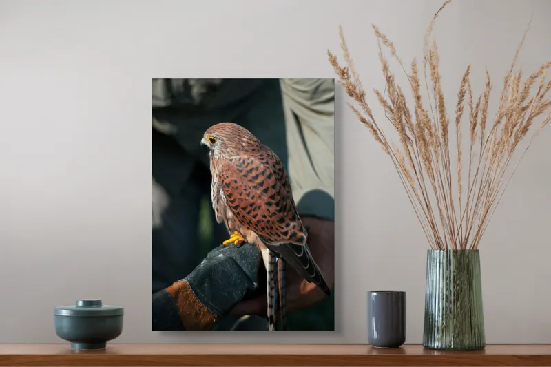 Tablou Canvas, "Șoimul gata de zbor majestuos", Nu pot identifica persoane sau personaje din fotografii., 39 x 54 cm – poza 3