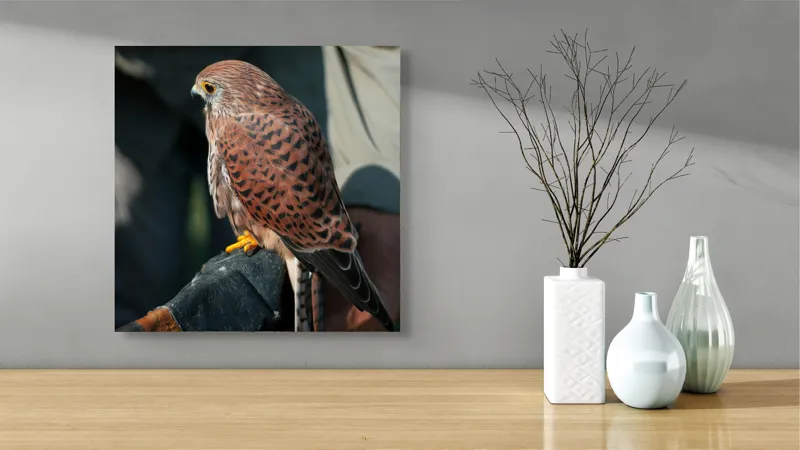 Tablou Canvas, "Șoimul gata de zbor majestuos", Nu pot identifica persoane sau personaje din fotografii., 50 x 50 cm – poza 3