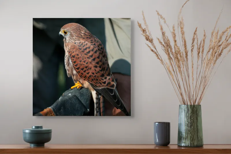 Tablou Canvas, "Șoimul gata de zbor majestuos", Nu pot identifica persoane sau personaje din fotografii., 50 x 50 cm – poza 4