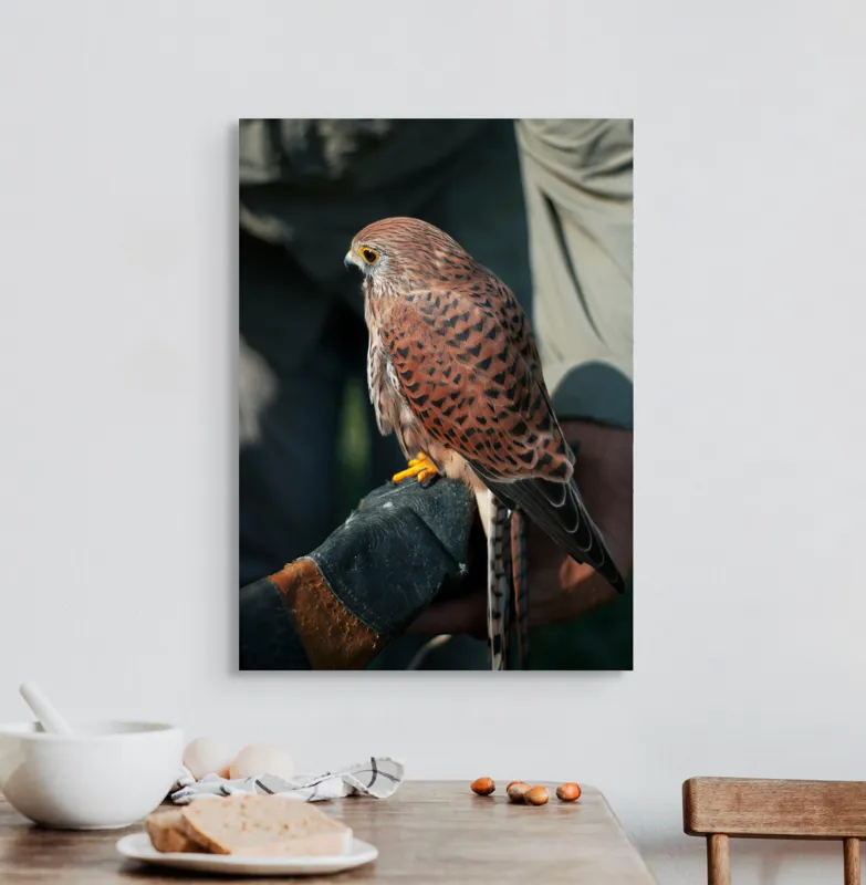 Tablou Canvas, "Șoimul gata de zbor majestuos", Nu pot identifica persoane sau personaje din fotografii., 50 x 70 cm – poza 3